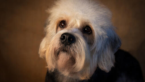 Dandie Dinmont Terrier regardant debout