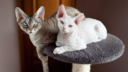 Deux chats Devon Rex font une sieste ensemble