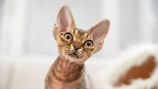 Le chaton Devon Rex regarde quelqu'un