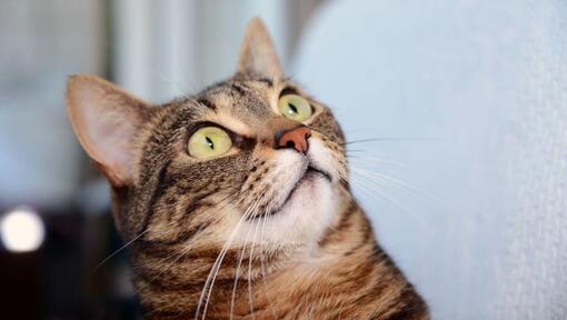 Un chat mau égyptien regarde quelque chose avec surprise