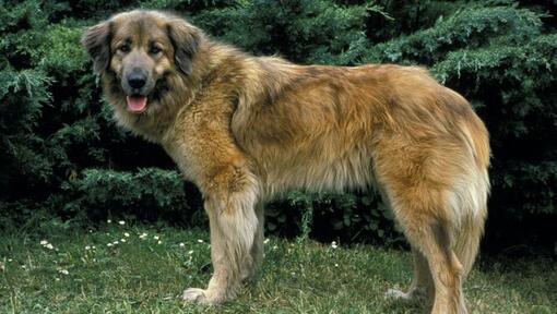 Chien de montagne Estrela debout sur l'herbe