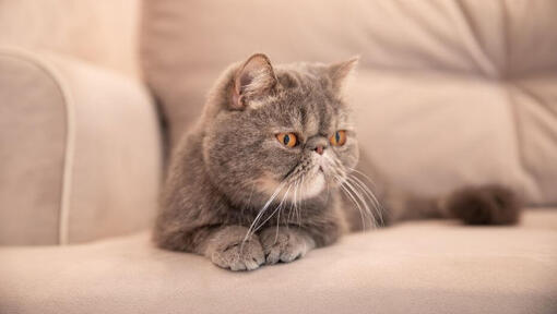 Exotic Shorthair est allongé sur le canapé