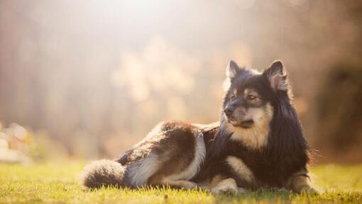 Finnish Lapphund allongé sur l'herbe