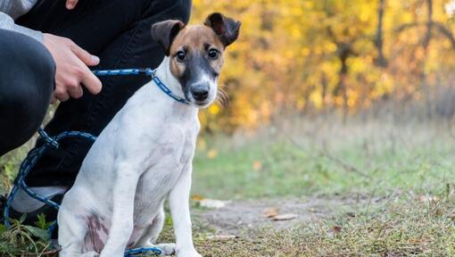 Fox Terrier à poil lisse avec col bleu