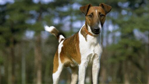 Fox Terrier avec manteau lisse debout dans les bois