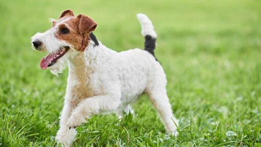 Wire Coated Fox Terrier jouant sur l'herbe