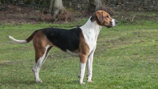 Foxhound dans les champs 