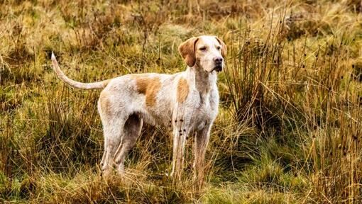 Foxhound debout sur l'herbe