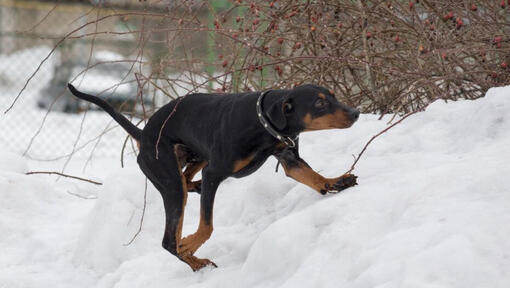 Pinscher allemand jouant dans la neige