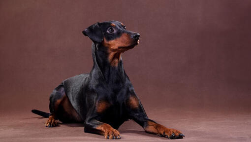 Pinscher allemand couché dans la chambre