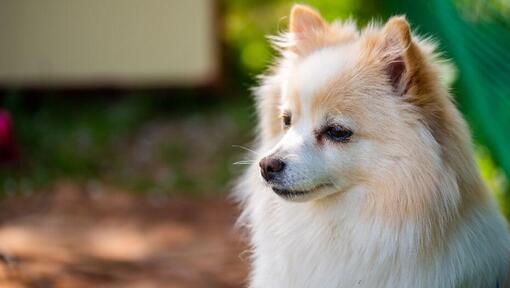 Mittel Spitz allemand dans la cour