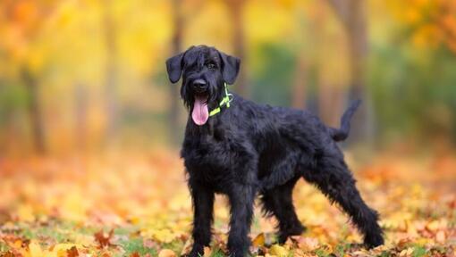 Chiot Schnauzer géant dans la forêt d'automne