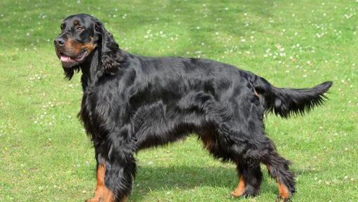 Chien debout sur l'herbe