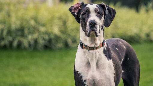 Dogue Allemand debout sur l'herbe