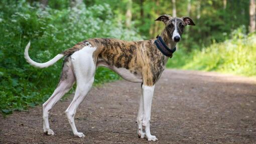 Greyhound marche dans la forêt