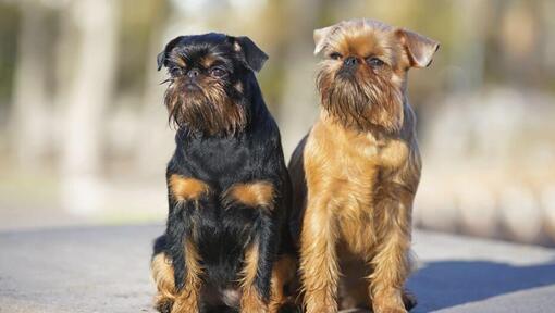 Deux Griffon Bruxellois sont debout