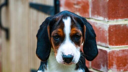 Chiot Hamiltonstovare regarde quelqu'un