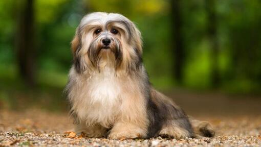 Chien debout dans le parc