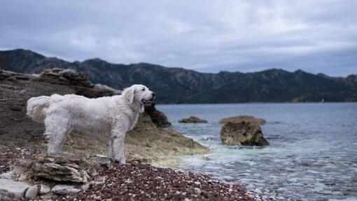 Hongrois Kuvasz est debout sur la plage au bord du lac