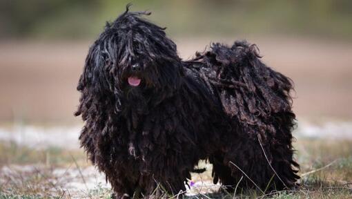 le petit puli gungarian est une forêt de nir te debout