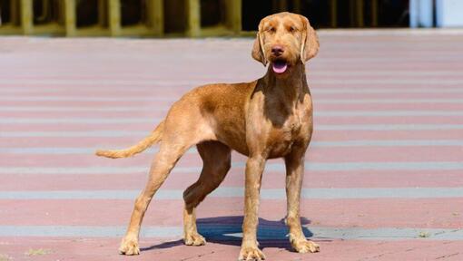 Hungarian Wire Haired Vizsla se promène dans la ville