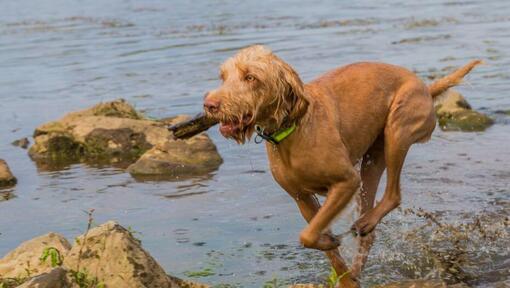 Hungarian Wire Haired Vizsla joue et saute dans la rivière