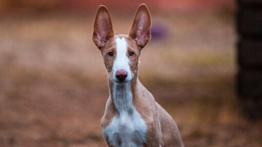 Podenco d'Ibiza regarde quelqu’un