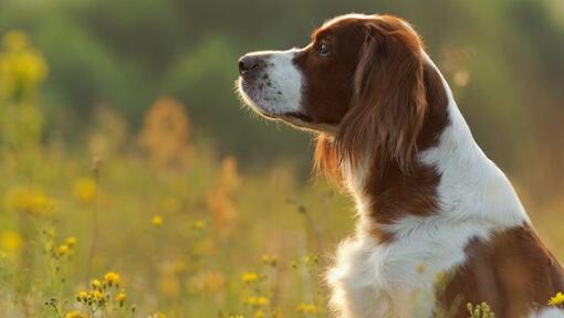 Setter irlandais rouge et blanc se tient dans le champ de fleurs