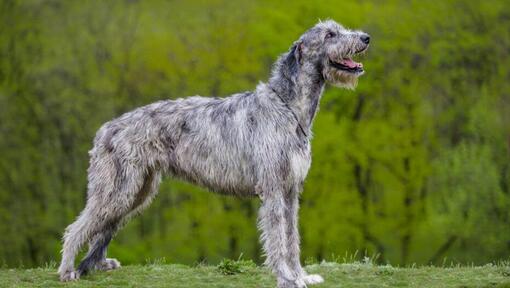  Lévrier irlandais (Irish Wolfhound) se tient près de la forêt