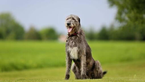  Lévrier irlandais (Irish Wolfhound) se tient sur l’herbe par une chaude journée de printemps