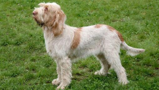 Spinone italien debout sur l’herbe