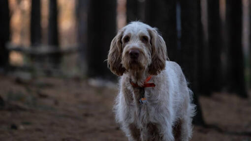 Chien debout dans une forêt sombre