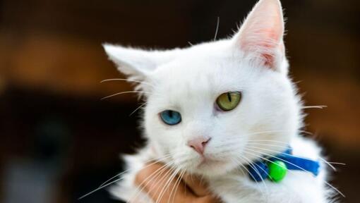 Japanese Bobtail Short Hair regarde quelqu'un