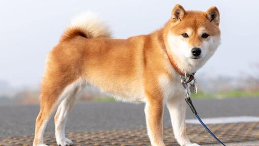 Shiba Inu se tient près des champs