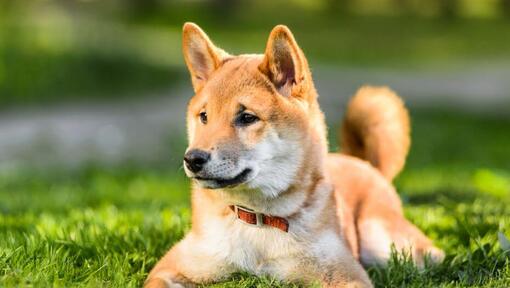 Shiba Inu est allongé sur l’herbe