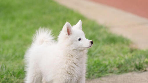 Spitz japonais regardant au loin