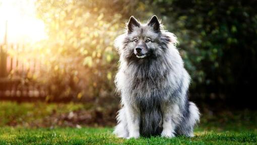 Spitz loup (Keeshond) debout sur la cour arrière