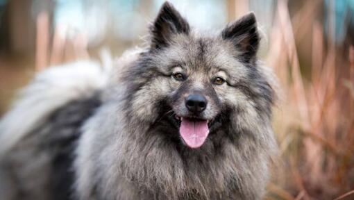 Spitz loup (Keeshond) avec la langue qui colle