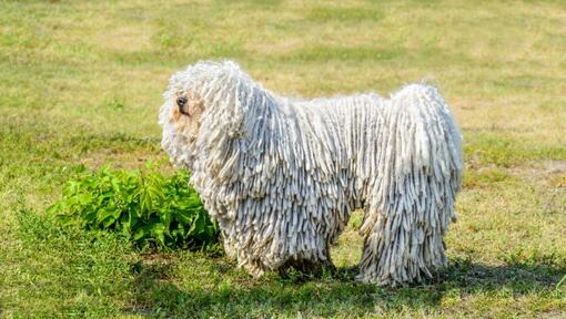 Komondor avec la langue qui colle