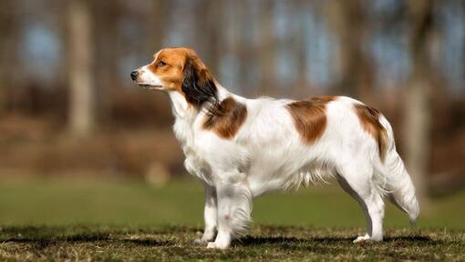 Kooikerhondje est debout dans le jardin dans une chaude journée d'été