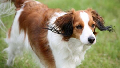 Kooikerhondje joue dans la cour