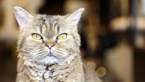 Le chat Laperm regarde quelque chose