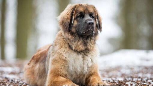 Leonberger est allongé près d'une forêt enneigée