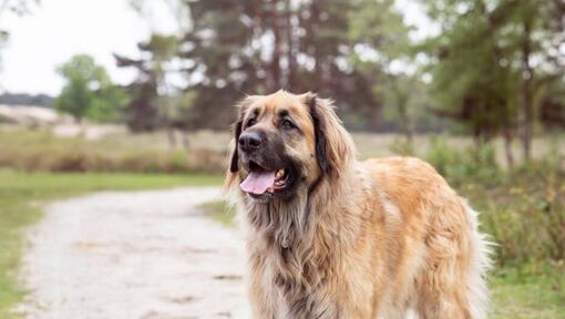 Leonberger se tient sur un chemin près de la forêt