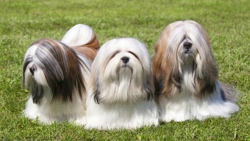 Le Lhassa Apso staat en de wind waait een vacht