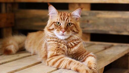 Ginger Maine Coon est allongé sur la table