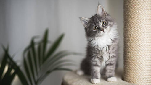 Le chaton Maine Coon regarde avec espièglerie