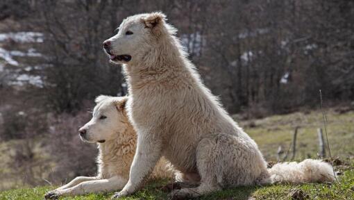 Deux chiens de berger de la Maremme se reposent sur la pelouse