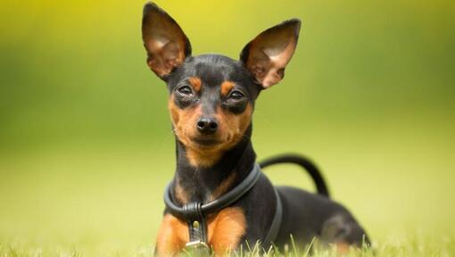 Hond zit in het gras