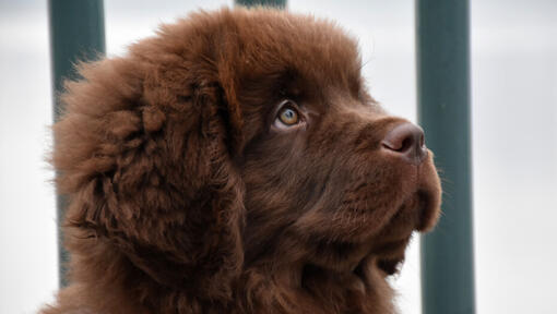 Chiot brun de Terre-Neuve regarde vers l'avant